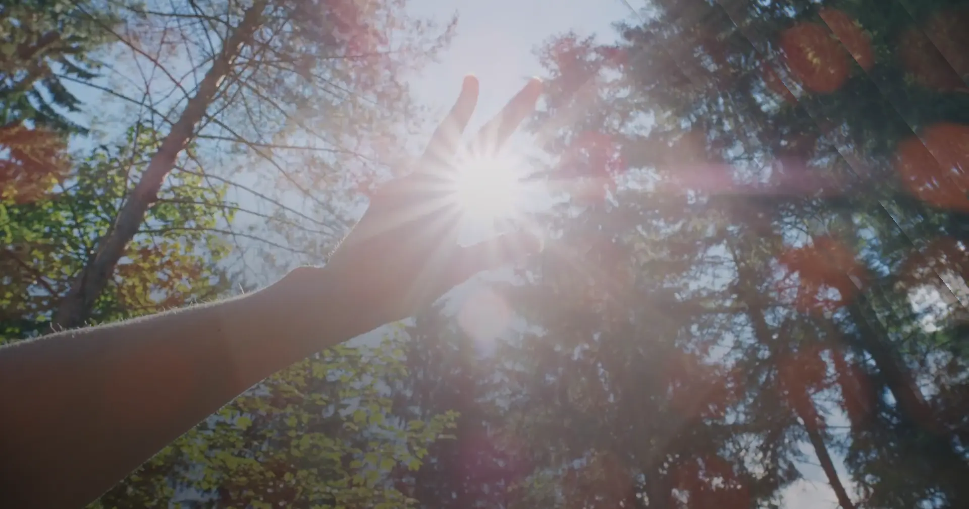 A hand reaching toward sunlight through tall evergreen trees
